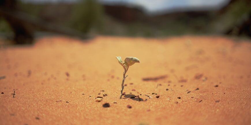 deserto seme